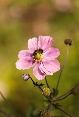 Anemone mit Biene