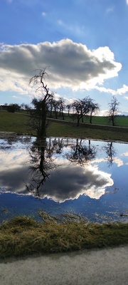 Baum und Wolken im Spiegel einer Überflutung