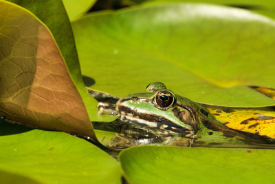 Teichfrosch