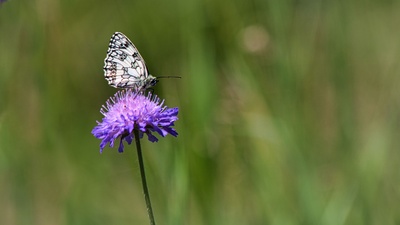 Schachbrettfalter