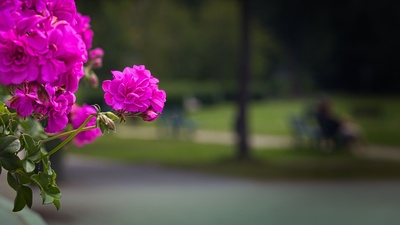 Pelargonien