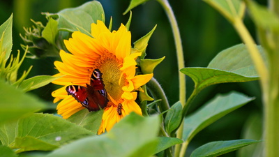 Butterfly´s Sunflower