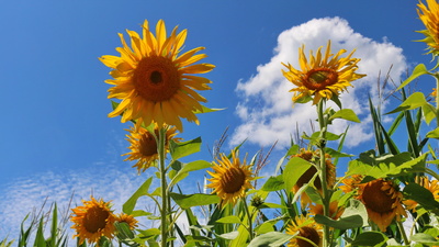 Sunflowers III