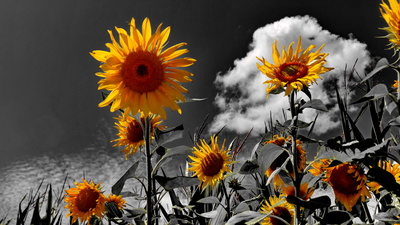 Sunflowers IV