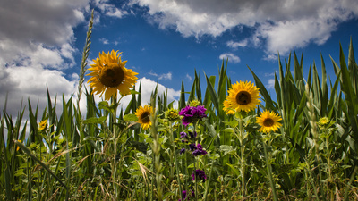 Sunflowers VI