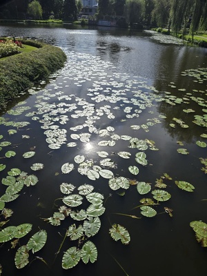 Kleiner See mit Seerosen