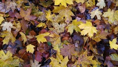 Herbstlaub