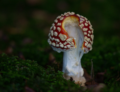 Angeknabberter Fliegenpilz