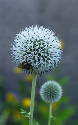 Kugeldistel