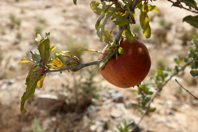 Granatapfel - Israel