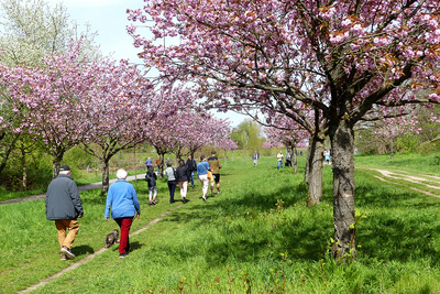 Mauerweg zur Kirschblüte