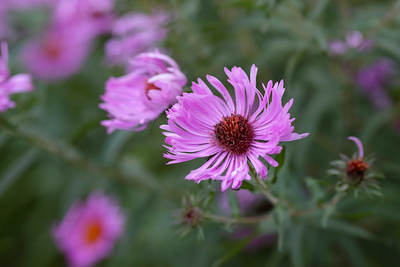 Aster - Glattblatt-Aster