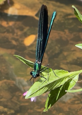 Blauflügel-Prachtlibelle zum Abflug bereit