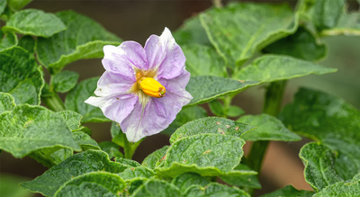 KartoffelBlüte