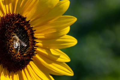 Sonnenblume mit Biene