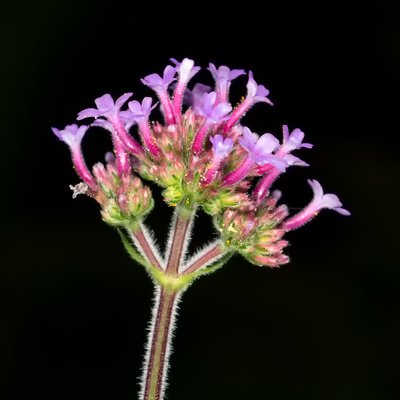 Eisenkraut / Verbena