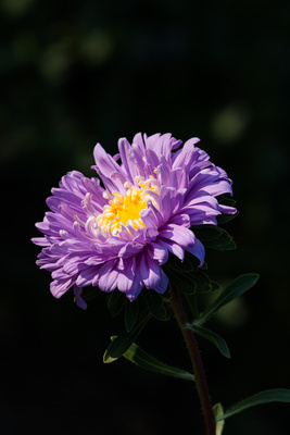 Aster im Licht