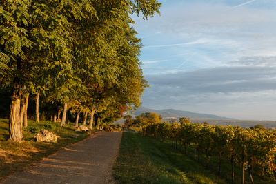 Frühherbst in den Weinbergen