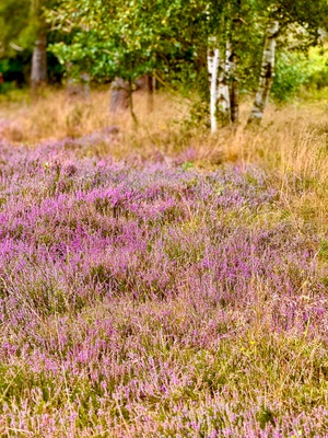 Heidekrautblüte bei Verden