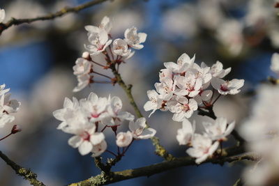 Kirschblüte