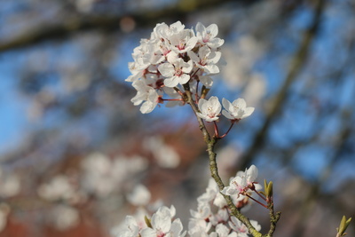 Kirschblüte 2