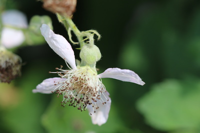 Brombeerblüte