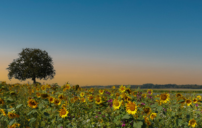 Abends in den Feldern