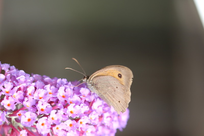 Schmetterling Ochsenauge