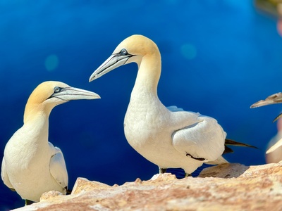 Lummenvögel auf Helgoland