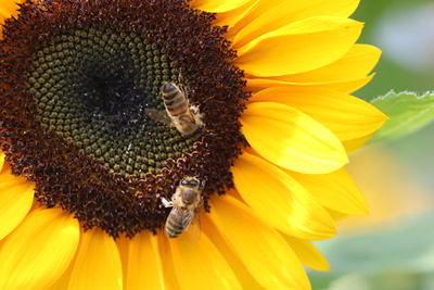 Sonnenblume mal anders!