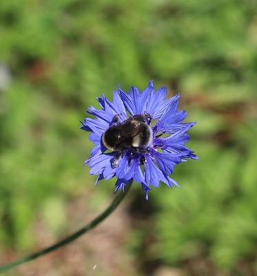 Hummel