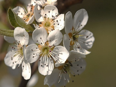 Birnenbaumblüte!