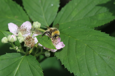 Hummel an Brombeerblüte!