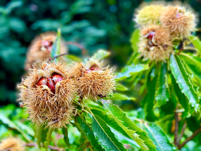 Gartenfreude im Herbst_4