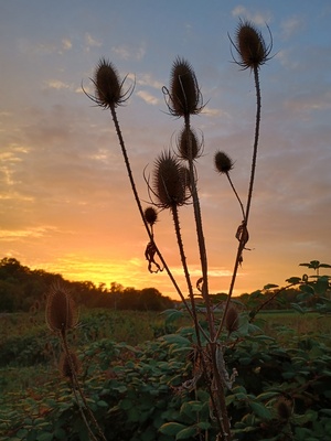 Distel im Sonnenuntergang