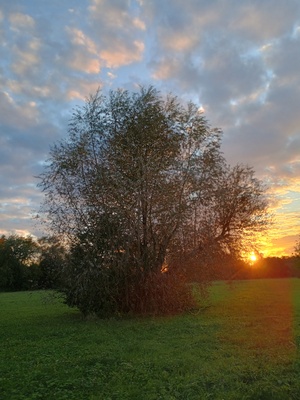 Sonnenuntergang im WIesengrund