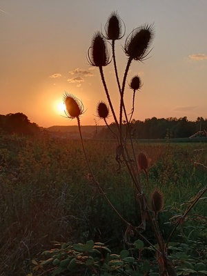 Distel im Sonnenuntergang 2