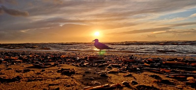 Letztes Licht am Nordseestrand