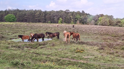 Wildpferde in freier Wildbahn