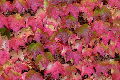 Herbstlaub