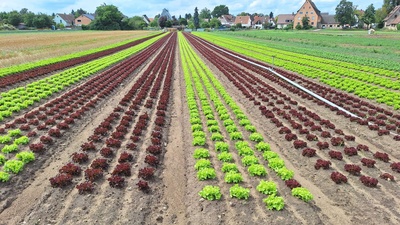 bio Salat - Salatfelder