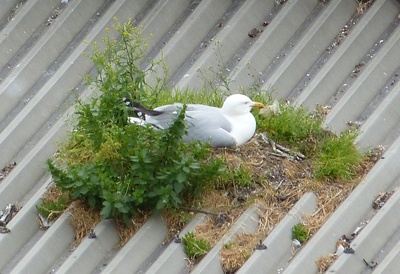 brütende Möwe