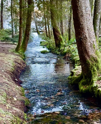 Waldbach_2 im Dezember.