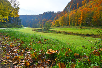 Bachufer und Wiese im Herbst