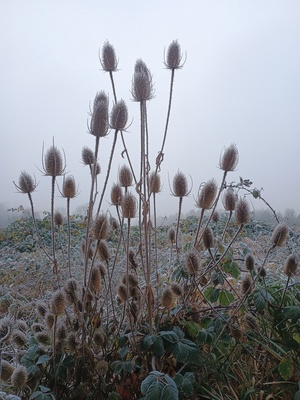 Distel im Frost 1