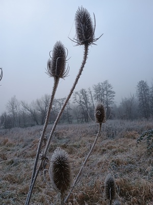 Distel im Frost 2