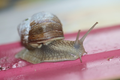 Weinbergschnecke