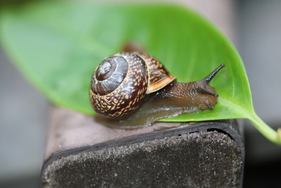 Schnecke