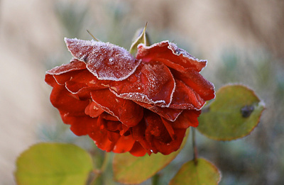 ein bischen Frost