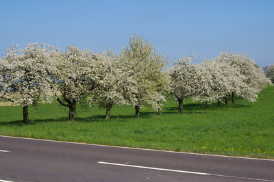 Frühling - Baumblüte